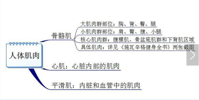 你真的認(rèn)識(shí)你身體的肌肉嗎？